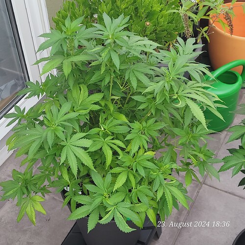 Tag 83 seit 4 Wochen Outdoor 23.8.24