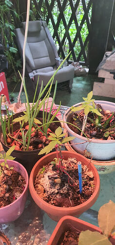 Plants