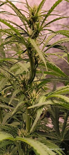 Tag 47 Gelato Blüte Tag ca. 22