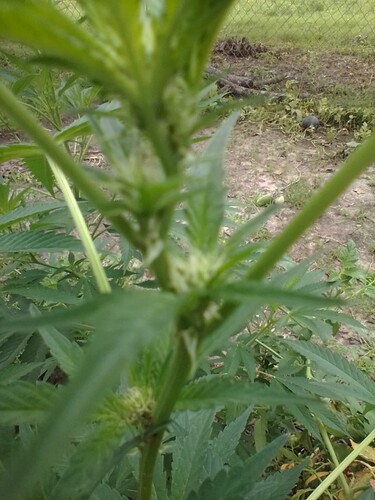 ASTRO_55R_08172023_102625