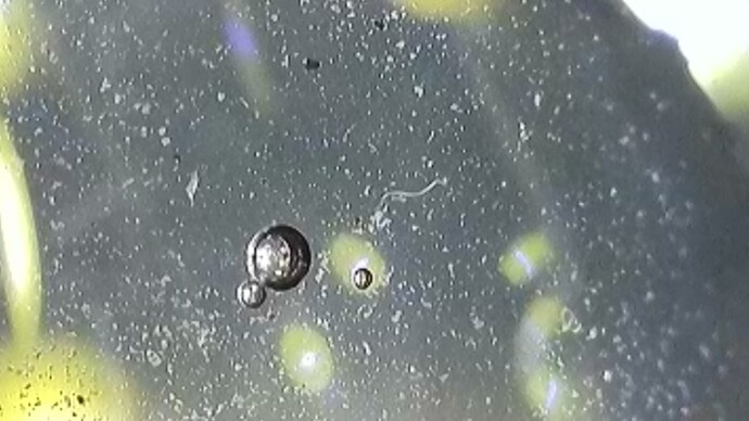 7 Komposttee nach 36 Stunden ist Leben zu erkennen . Am 21.2.24