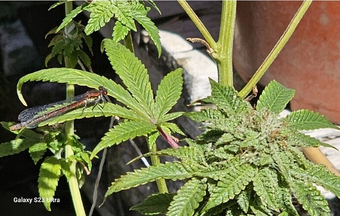 Screenshot_20250513_144616_Gallery