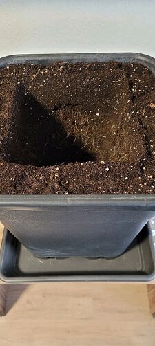 Tag 39 am 6.3.24 das Finale um Topfen in den 18 Liter Schuh .