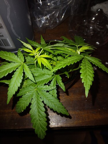 16874414653071860209071894513339