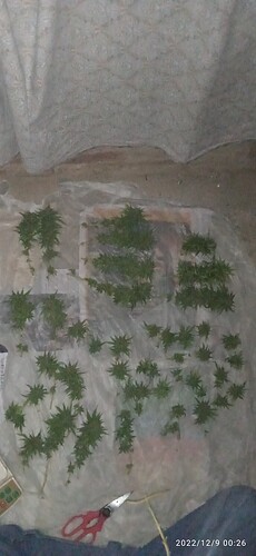 IMG_20221209_002619_1