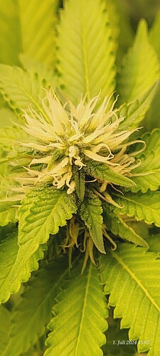 Tag 81 Cookie 2 auch hier kommen nun Trichome 1.7.24