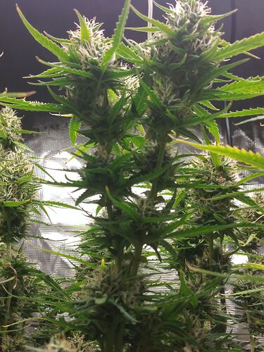 1 branch into 2🌱🌱