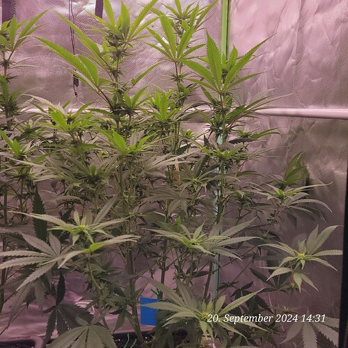 Tag 62 Klon 2 vor 2 Tagen beschnitten und sie stretchen weiter 20.9.24