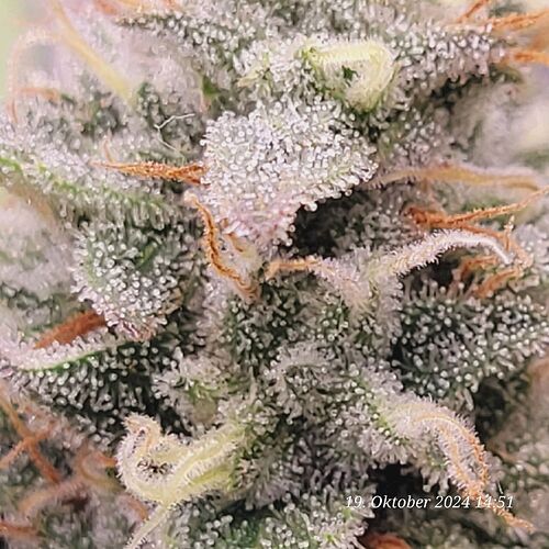 Tag 91 Klon 2 , lecker Trichome 19.10.24