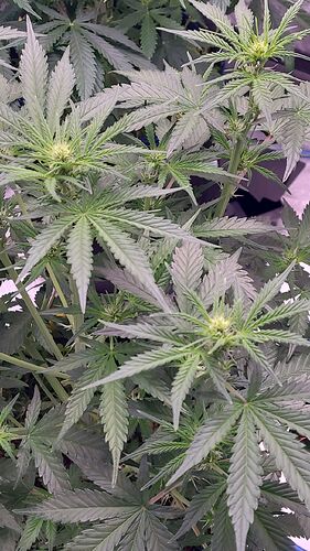 Tag 41 Haze 2 Blüte Tag ca. 16