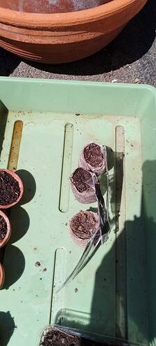 IMG_20250520_123953
