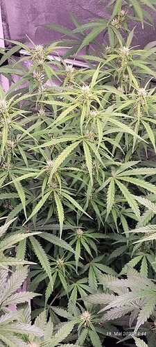 Tag 50 Gelato 19.5.25