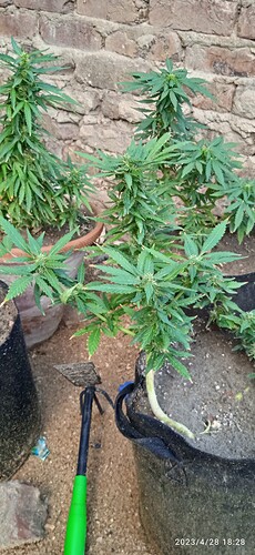 IMG_20230428_182849