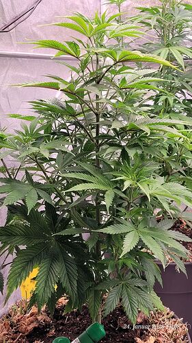 Tag 51 Jamaican Blüte Tag 1