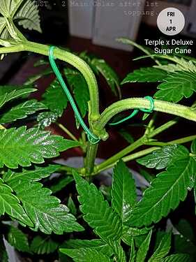 IMG-20220406-WA0020