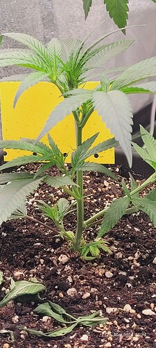 Tag 12 am 31.5.24 Wachstum Tag 9