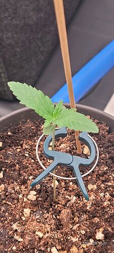 Second Seedling Week Started