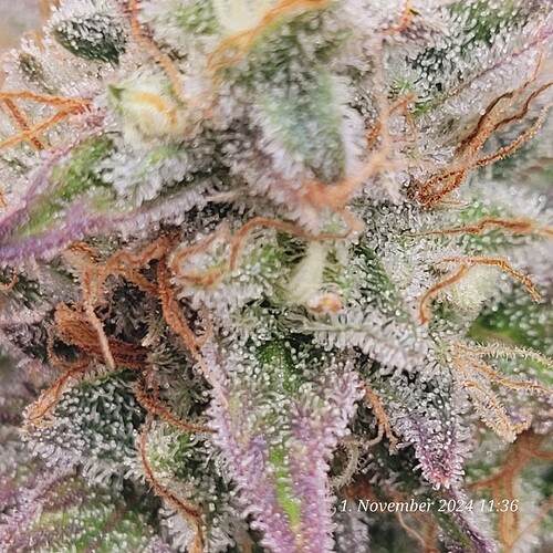 Tag 104 Klon 2 auch hier überall neue Pistillen , Anfang 9te Blüte Woche 1.11.24