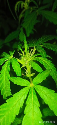 IMG_20231008_232438_1