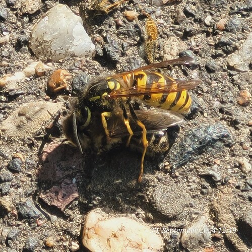 Mörderbienen greifen an 20.9.24