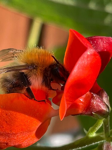 Bee (5)
