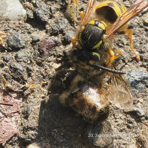 Da war der Kopf ab und ein Fühler flog von dannen 20.9.24