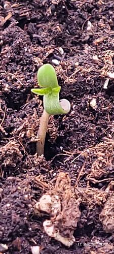 Tag 6 Congo 2 Sämling Tag 1 am 11.5.25