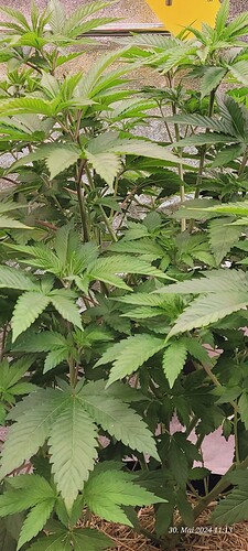 Tag 49 Cookie 1  heute noch mal Entlaubt 30.5.24