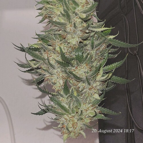 Tag 93 das Nass Gewicht der Lava Cake war 620 gramm . 20.8.24