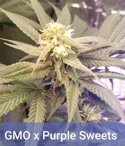 GMO