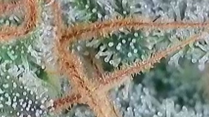 Tag 103 Trichome 1