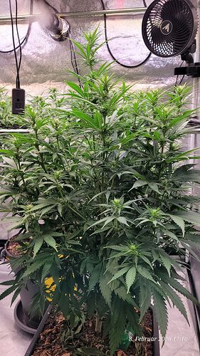 Tag 66 macht sich die Strawberry doch jetzt lang in ihren Triebe