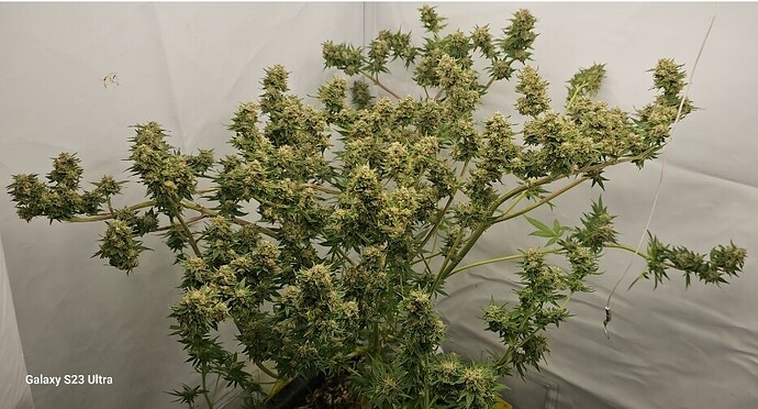 Screenshot_20241007_181809_Gallery