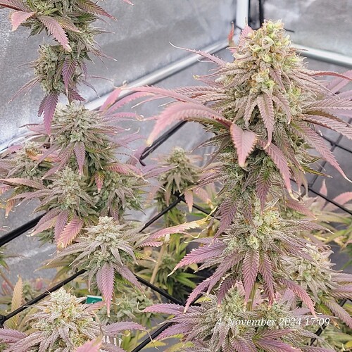 Tag 107 Klon 1, in der 9ten Blüte Woche 4.11.24