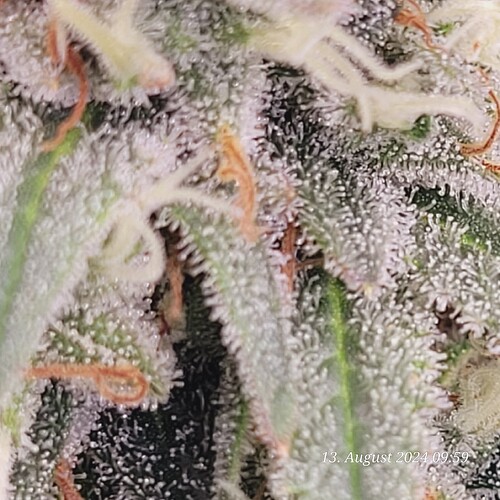 Tag 85 am 13.8.24