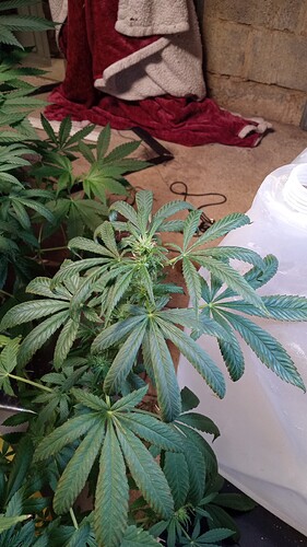 IMG_2023-09-20-01-06-44-538