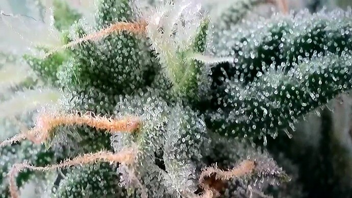 VideoCapture_20231029-162016
