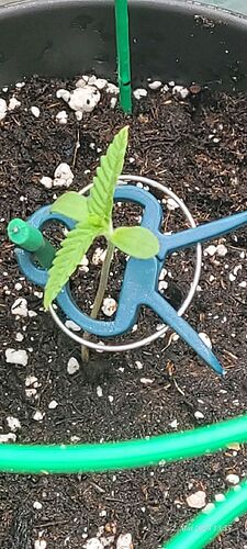 Tag 9 Congo 1 und nun steht sie wieder 2.5.25