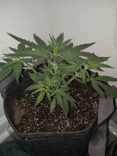 16844999477732304666661252022827