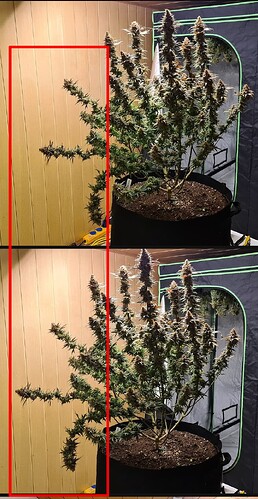 Kama-kush-cbd-cbd-skunk-haze-durga-mata-II-🌲-Cannabis-Growing-📸-Share-your-photos-The-cannabis-home-growing-community-Grow-with-Jane