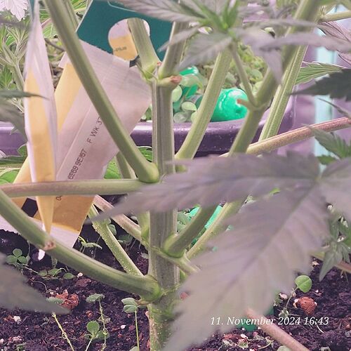 Tag 40 Wachstum Tag 22 am 11.11.24