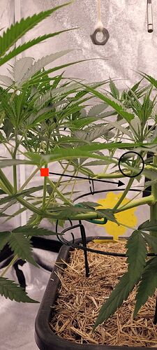 Tag 50 der Rest soweit auf einer Höhe