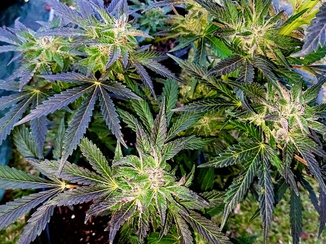 20220602_164946 - Copy