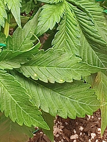 IMG_20240406_173141454