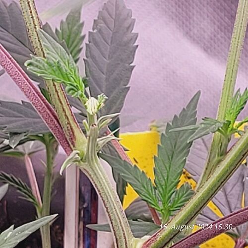 Tag 27 Klon 1 irgendwie lief hier das Toppen schief , da will sie trotzdem in der Mitte weiter hoch 16.8.24