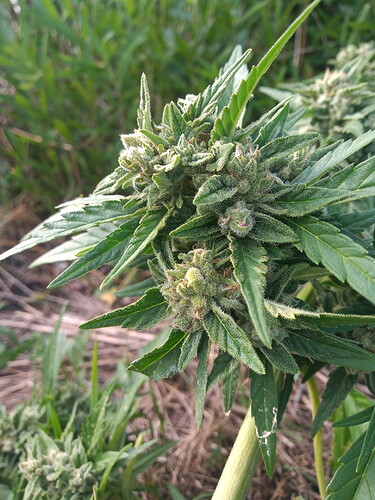 IMG_20220708_182337803