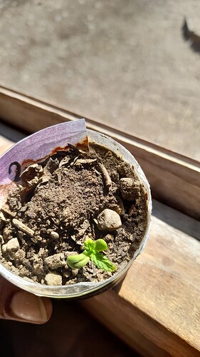 16656847397048252162127607033220