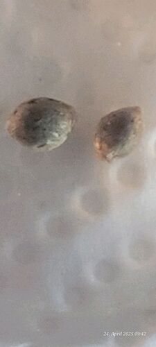 Tag 1 Keimung mit etwas Rest Wasser die Samen auf Zewa gebettet und Zewa zusammen gefaltet und Dunkel gestellt 24.4.25