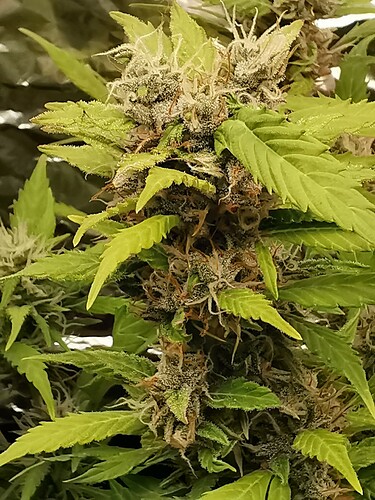sherbet Sunset Automatic