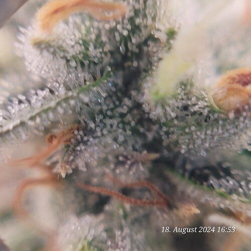 Tag 91 Blütetag 58 Klar-Bewölkt 98,76 % am 18.8.24